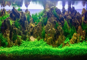  Aquarium  Dekoration  Sch ne Ideen Tipps Tricks