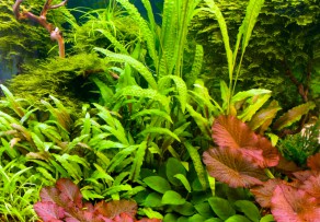 Aquarium-Pflanzen » Ein Überblick über die Arten & Pflege