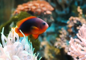 Aquarium bauen lassen » Was Sie dabei bedenken sollten