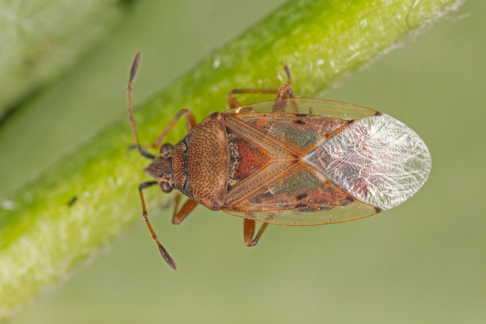 Birkenwanzen vertreiben » So werden Sie die Insekten los