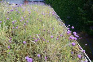 dachbegruenung-blumenwiese