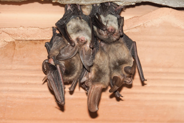 Fledermäuse Im Dach Loswerden