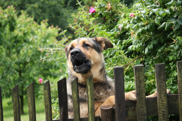 Hund bellt am Zaun » So reagieren Sie am besten