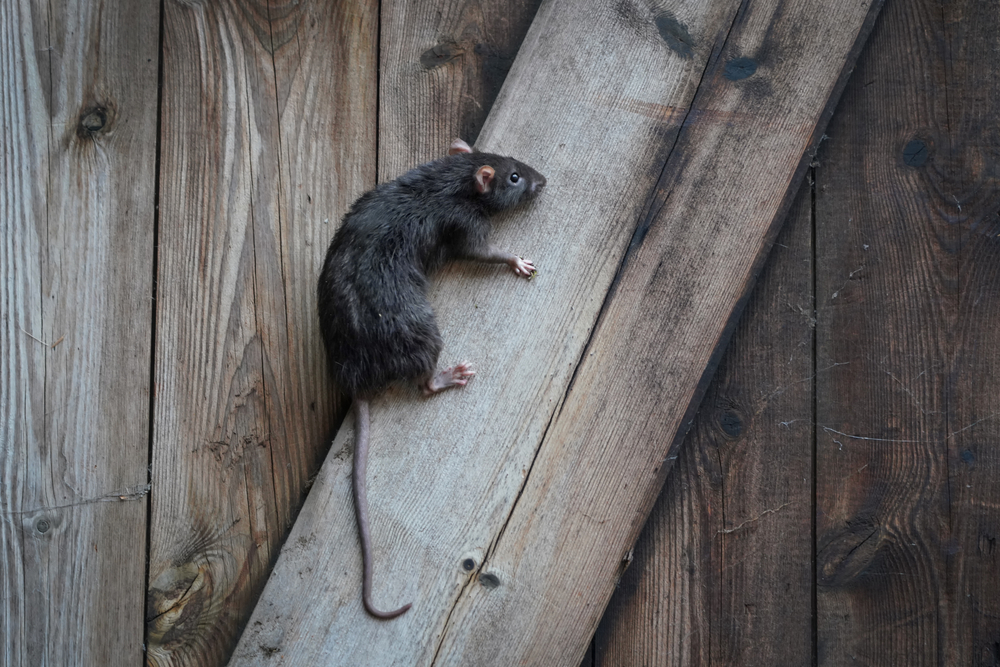 Klettern Ratten die Hauswand hoch? » Die Fähigkeiten einer Ratte