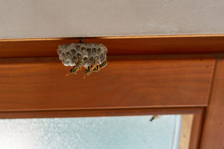 Ein Wespennest In Der Wohnung Vor Der Entstehung Verhindern Vorbeugen Und Reagieren